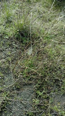 Cordylanthus tenuis brunneus