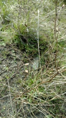 Cordylanthus tenuis brunneus