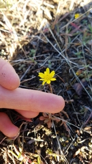 Crocidium multicaule