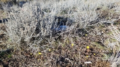 Crocidium multicaule