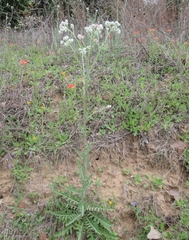 Hymenopappus artemisiifolius