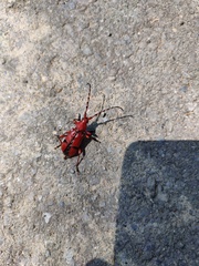 Dicelosternus corallinus