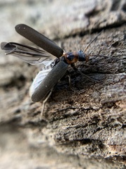 Cyrtomoptera divisa