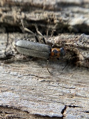 Cyrtomoptera divisa