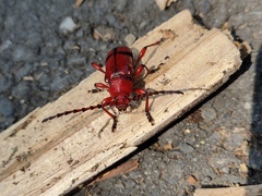 Dicelosternus corallinus