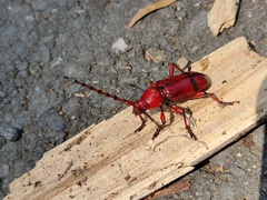 Dicelosternus corallinus