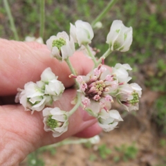 Hymenopappus artemisiifolius