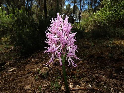 Naked Man Orchid