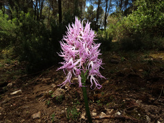 Italian Orchid (Orchis italica)