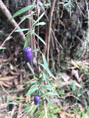 Billardiera macrantha