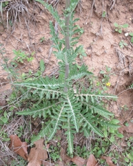 Hymenopappus artemisiifolius