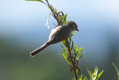 Psaltriparus minimus