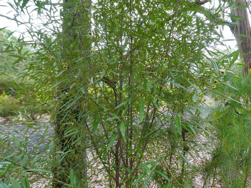 Beyeria lasiocarpa, photograph 3