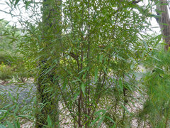 Beyeria lasiocarpa, photograph (c) Steve Fitzgerald, some rights reserved (CC BY-SA)