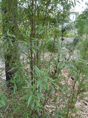 Beyeria lasiocarpa, photograph (c) Steve Fitzgerald, some rights reserved (CC BY-SA)