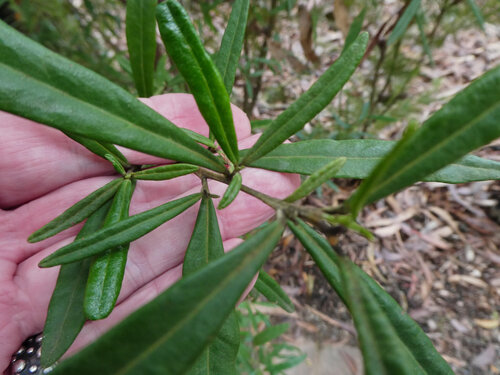 Beyeria lasiocarpa, photograph 5