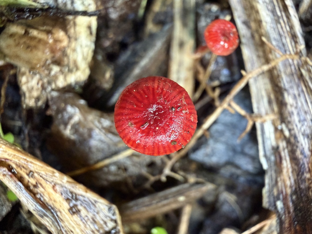 Cruentomycena viscidocruenta · April 2026 · photo: © vitex_lucens (iNaturalist, cc-by)