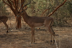 Aepyceros melampus