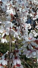 Prunus