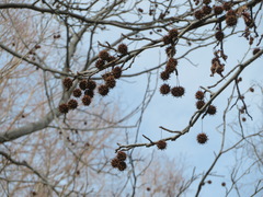 Liquidambar styraciflua