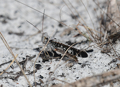 Spharagemon marmorata