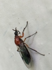 Dilophus occipitalis