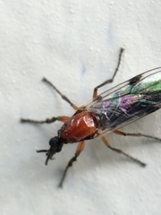 Dilophus occipitalis