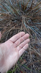 Eragrostis elliottii