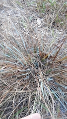 Eragrostis elliottii