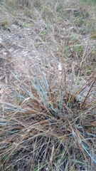 Eragrostis elliottii