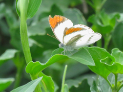 Colotis euippe