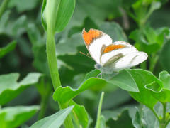 Colotis euippe