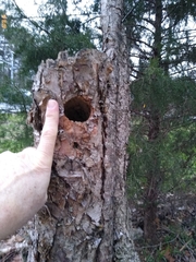 Melanerpes carolinus