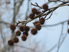 Liquidambar styraciflua