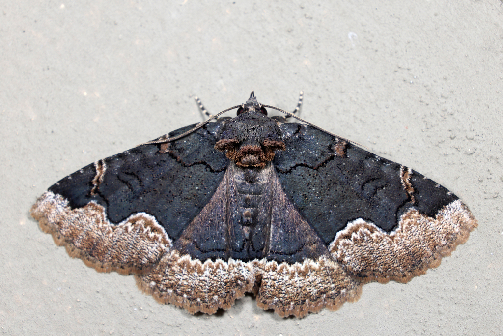 Tom Moth Horrid Zale Moth from Groton yard, MA, USA on April 14, 2026 at 11:40 ...