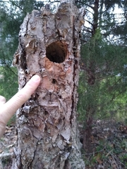 Melanerpes carolinus