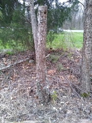 Melanerpes carolinus