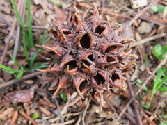 Liquidambar styraciflua