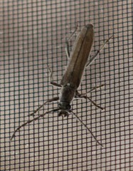 Aneflus glabropunctatus