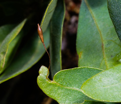 Andricus pedicellatus