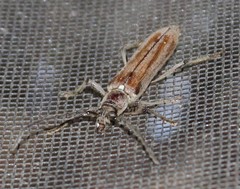 Aneflus glabropunctatus