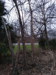 Melanerpes carolinus