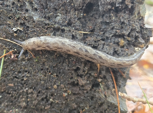Megapallifera mutabilis