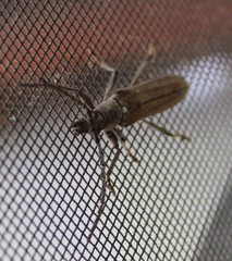 Aneflus glabropunctatus