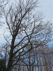 Liquidambar styraciflua