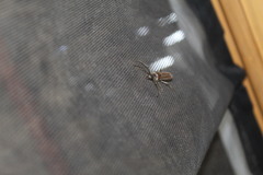 Aneflus glabropunctatus