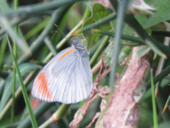 Colotis evenina