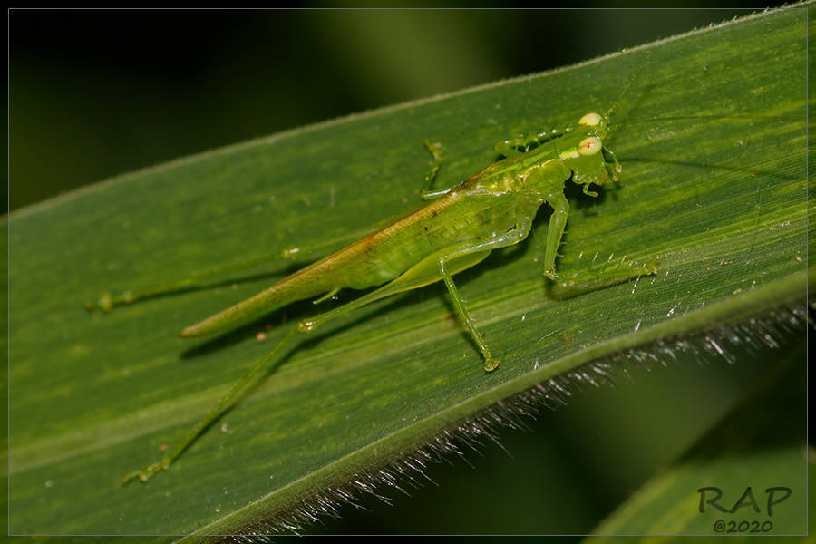 Phlugis proseni