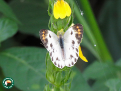 Colotis incretus