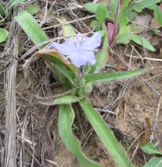 Tradescantia subacaulis